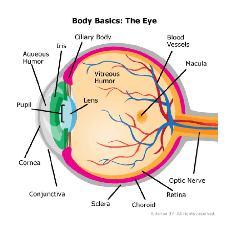 Parts of an eye online puzzle