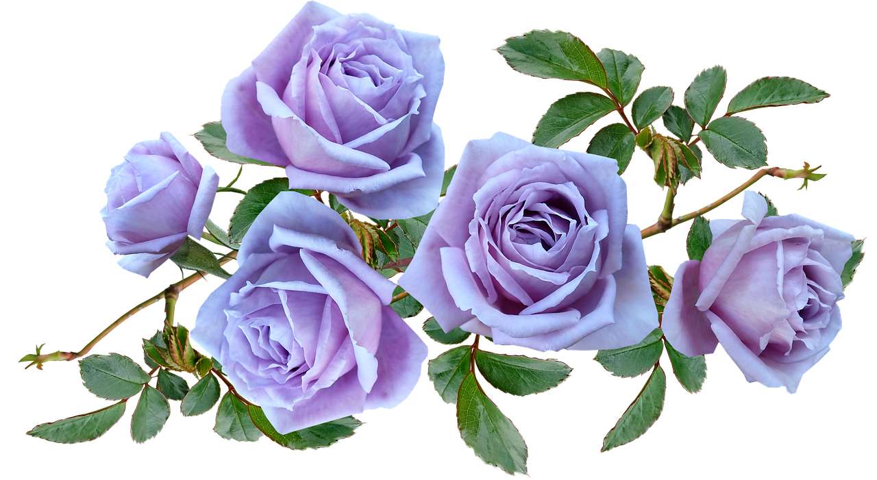 Virágok rózsák kirakós online