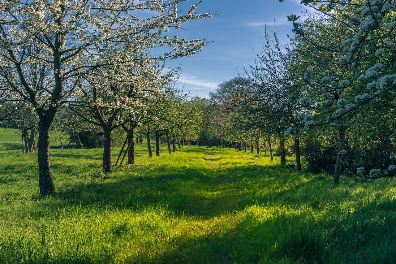 Spring Fruit Trees jigsaw puzzle online