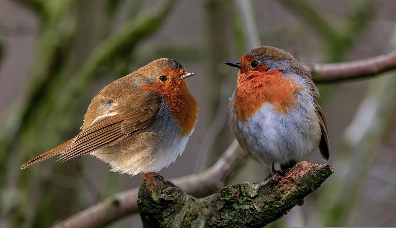 Robins on a twig online puzzle