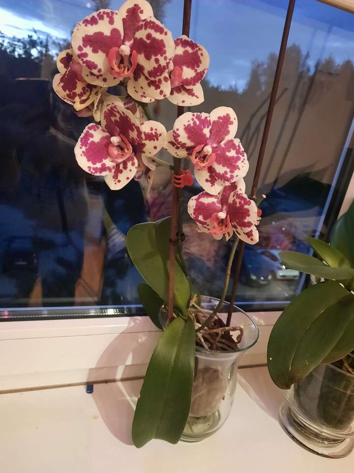 Орхидея на точки онлайн пъзел