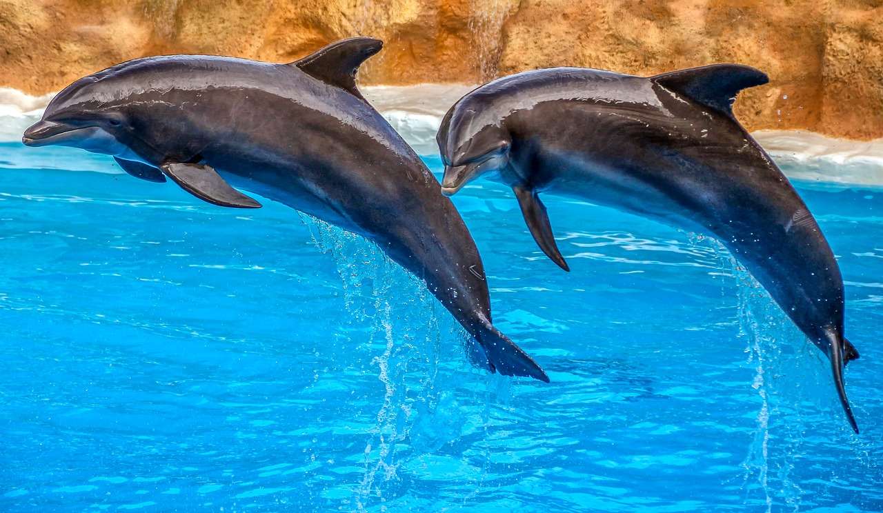 Παράσταση δελφινιών online παζλ