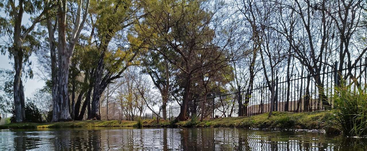 池の背の高い木 ジグソーパズルオンライン