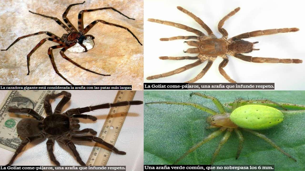 pavouci xxx skládačky online