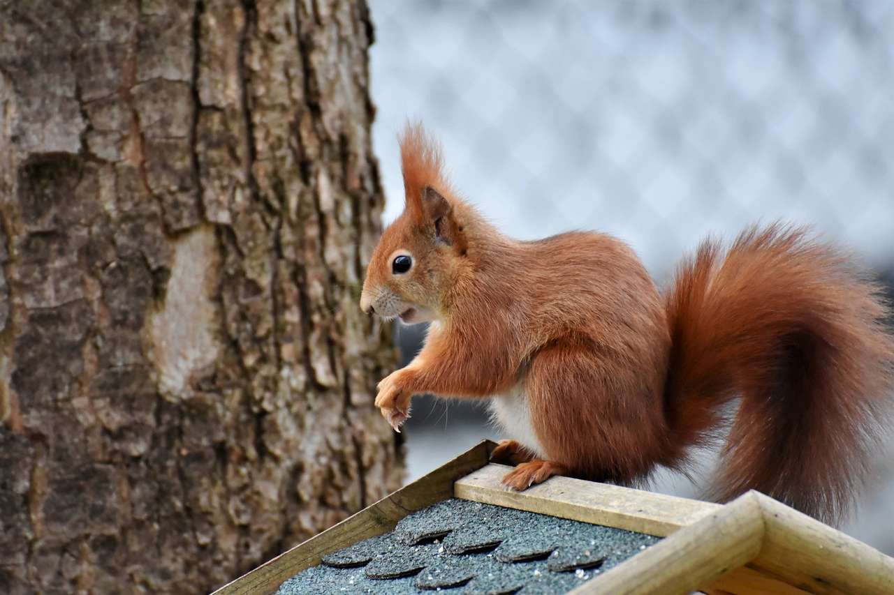 Écureuil sur une mangeoire puzzle en ligne