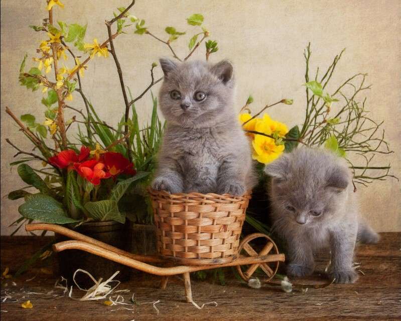 Две пролетни котки онлайн пъзел