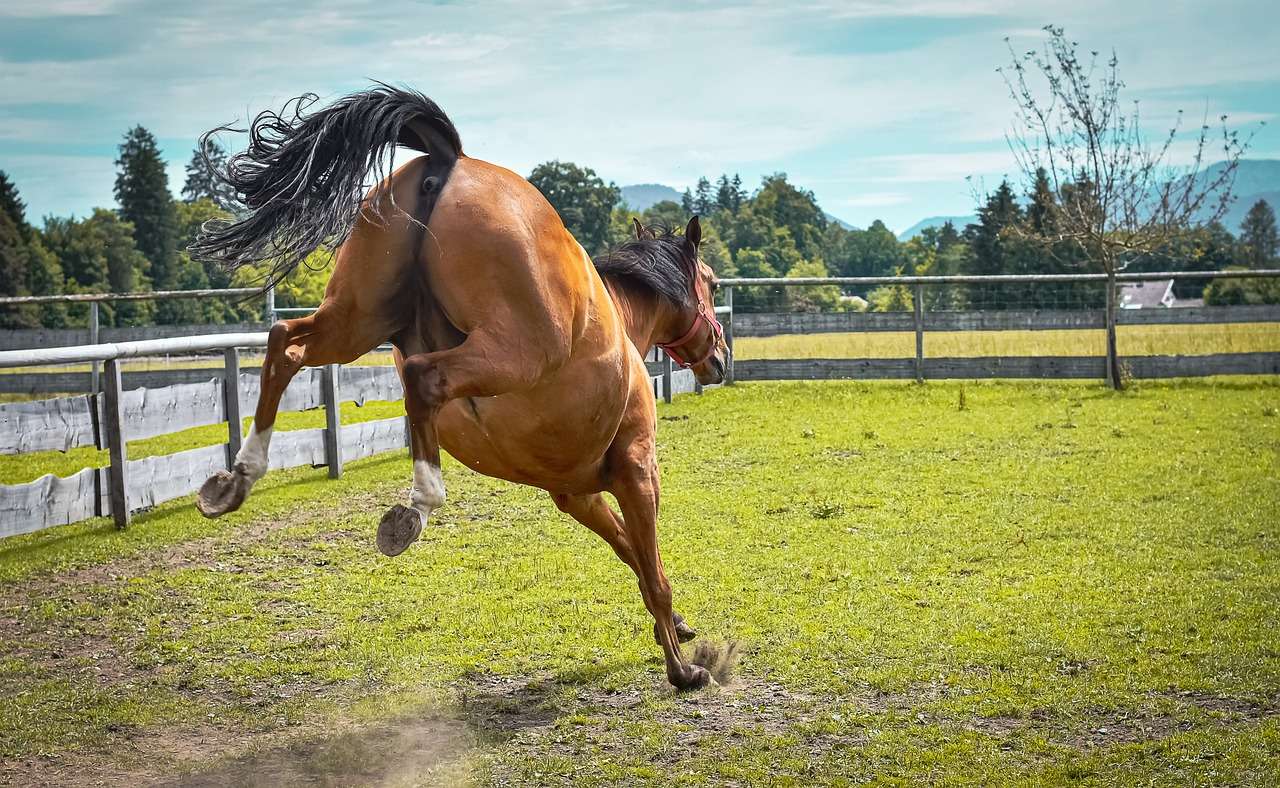 Поляна за игра на коне онлайн пъзел