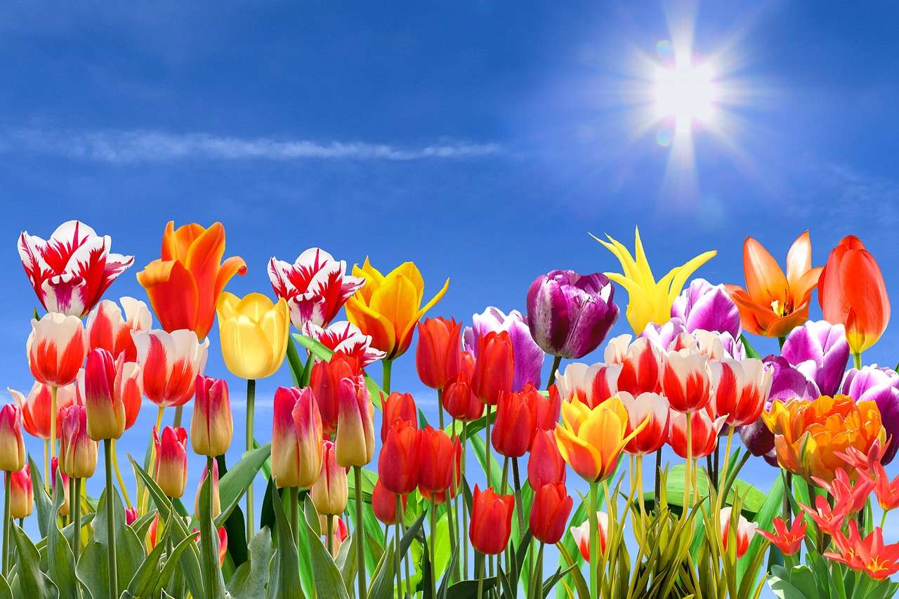 Frühling Tulpen Online-Puzzle
