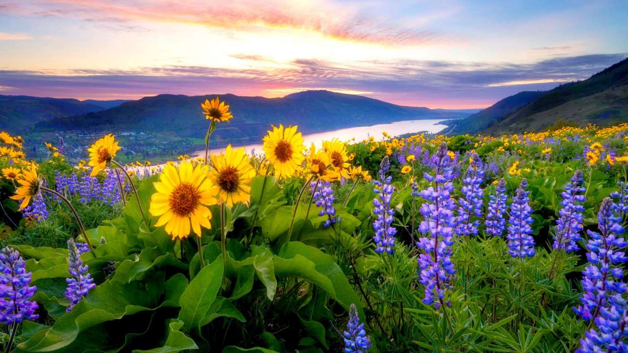 Schöner Sonnenaufgang mit Sonnenblumen und Lupinen Puzzlespiel online