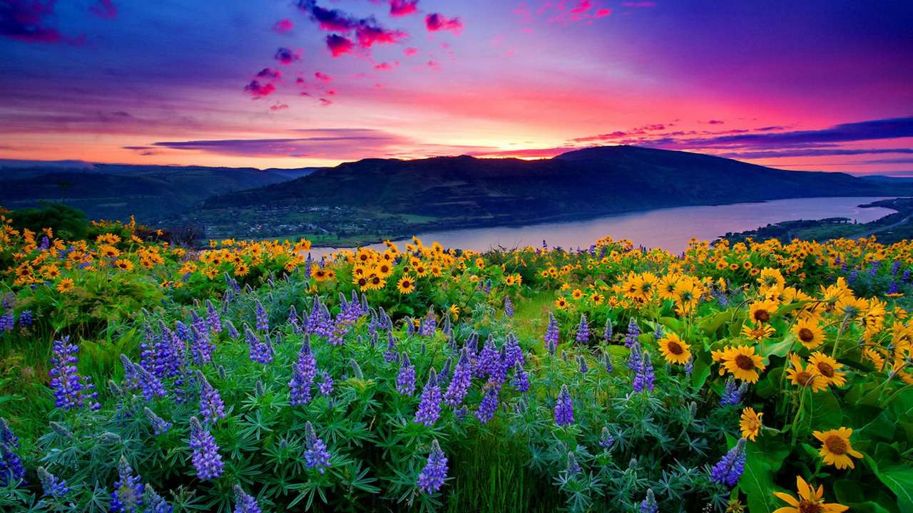 Schöner Sonnenaufgang mit Sonnenblumen und Lupinen Puzzlespiel online