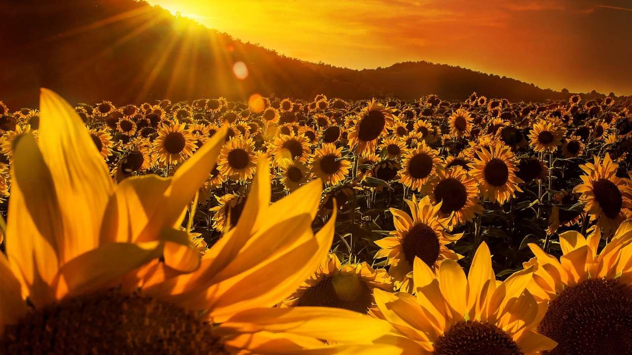 schöner sonnenaufgang mit sonnenblumen Online-Puzzle