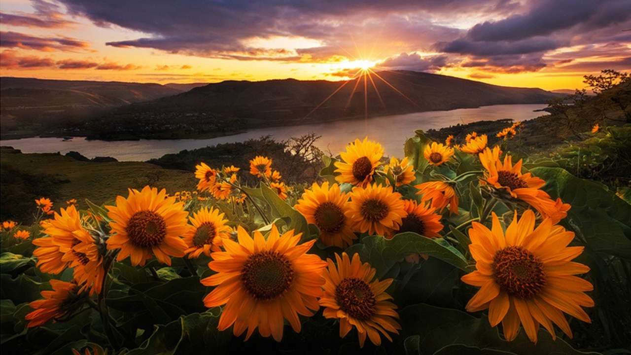 krásný východ slunce se slunečnicemi skládačky online