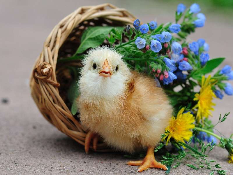 Little chick Easter flower basket online puzzle