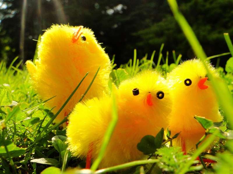 Spring, Easter yellow chicks online puzzle