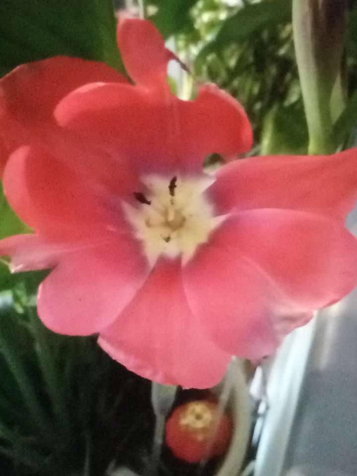 fleur de mon jardin skládačky online