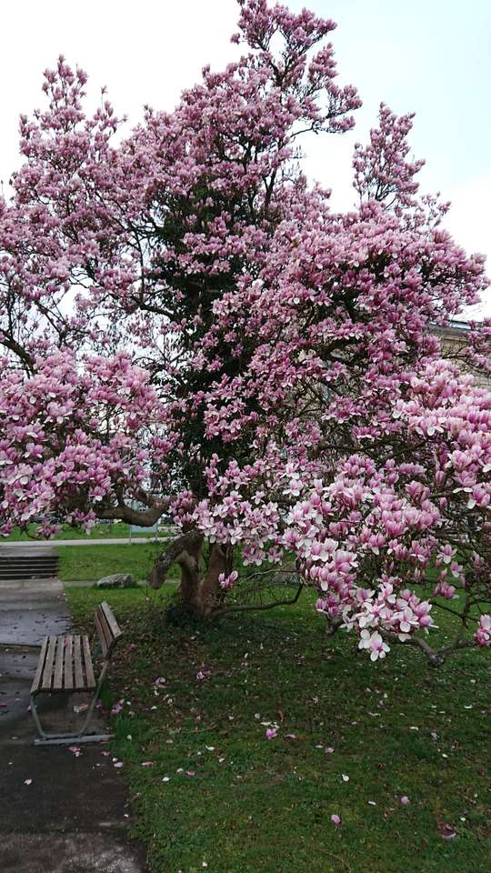 Magnolias rompecabezas en línea