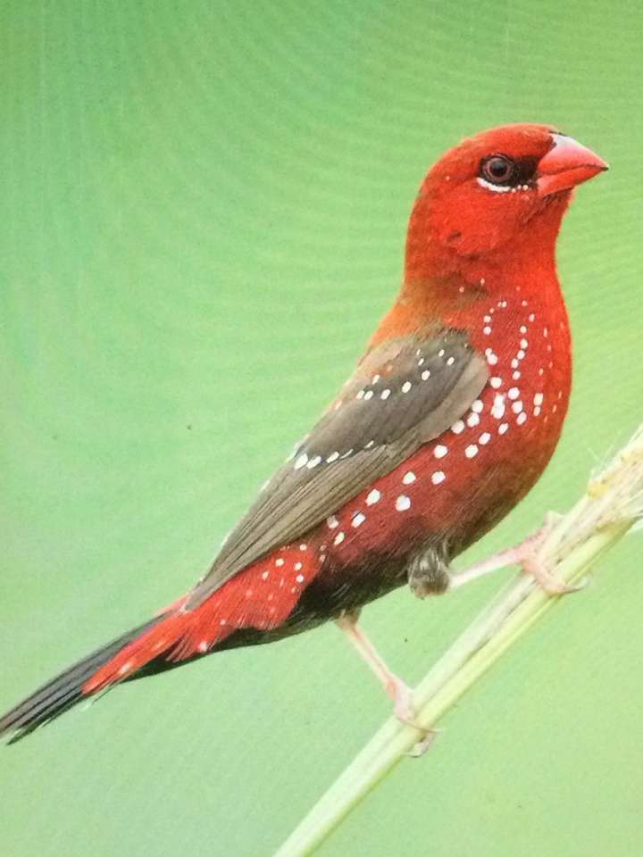 Червени птици на клона онлайн пъзел