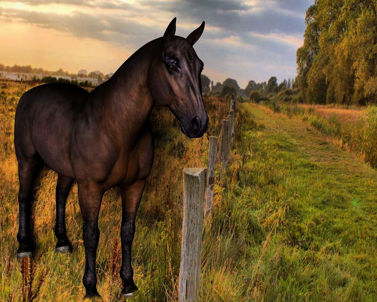 Άλογο στο βοσκότοπο παζλ online