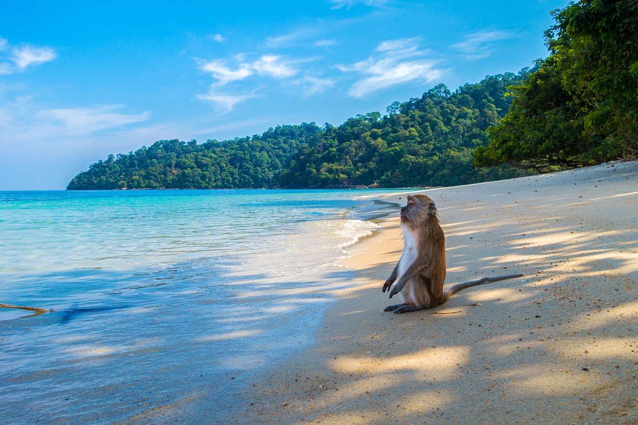 Пляжная обезьяна в дикой природе онлайн-пазл