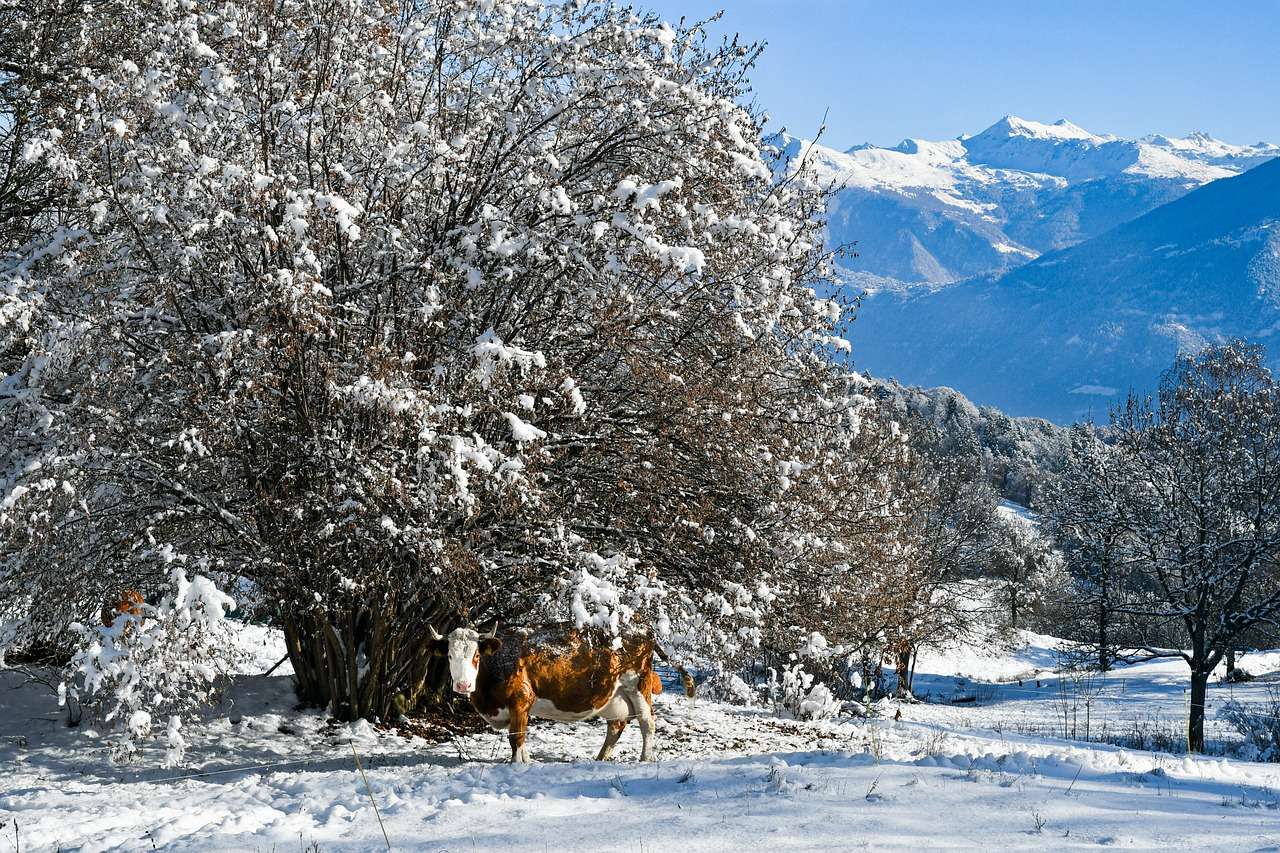 Paysage d'hiver de bétail puzzle en ligne