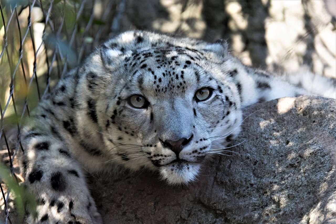 Panthère léopard puzzle en ligne