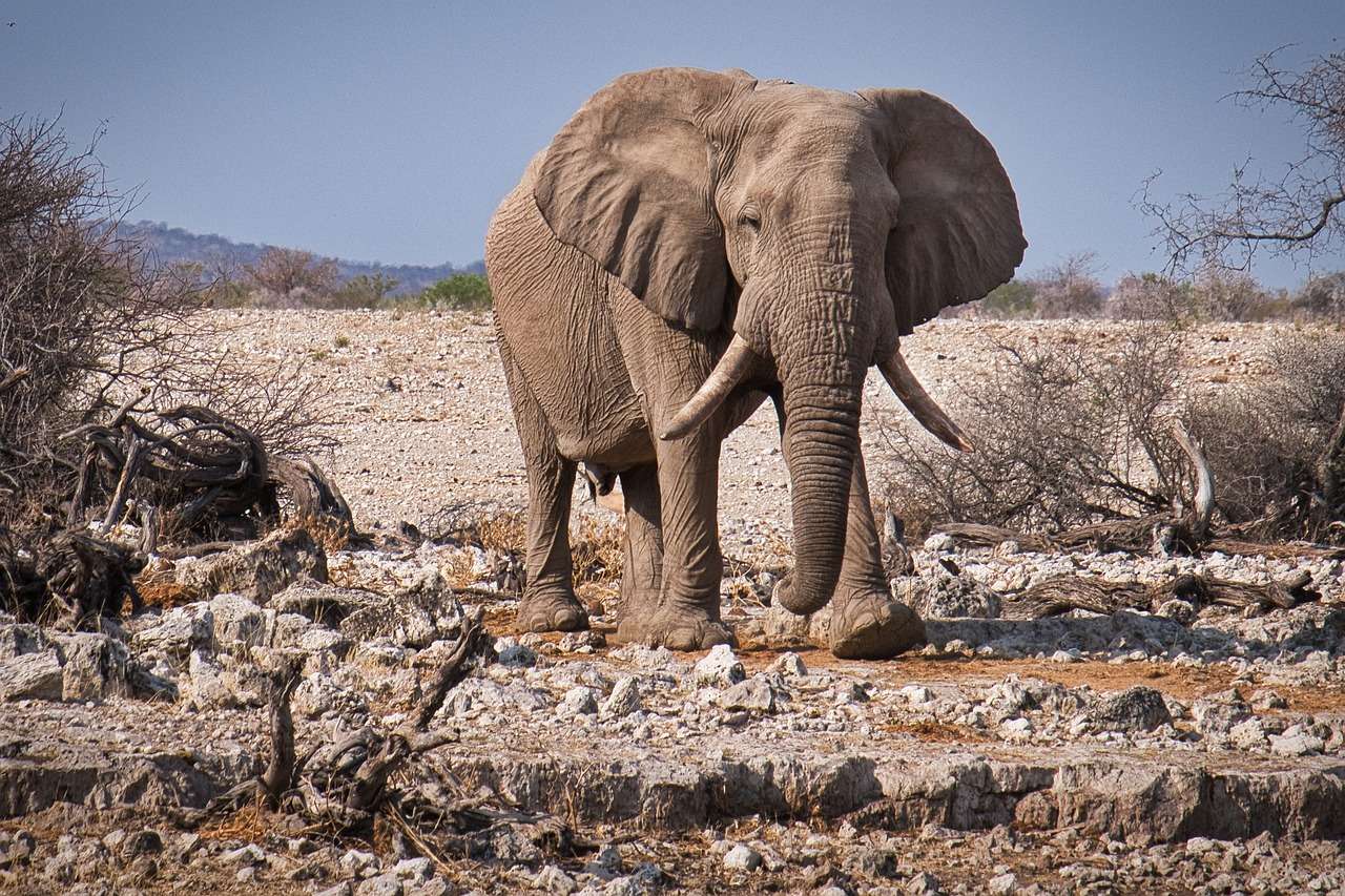 Ελέφαντας στην άγρια ​​φύση online παζλ