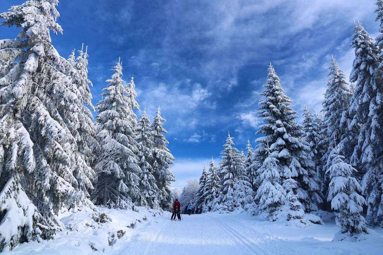 Каране на ски снежни дървета онлайн пъзел