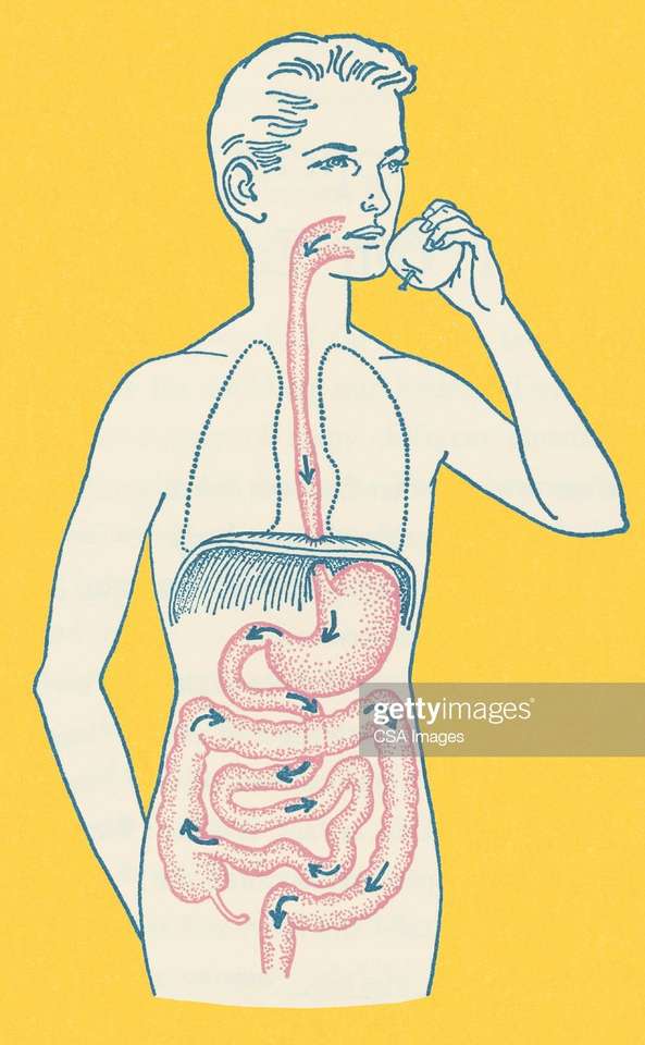 Sistema digestivo rompecabezas en línea