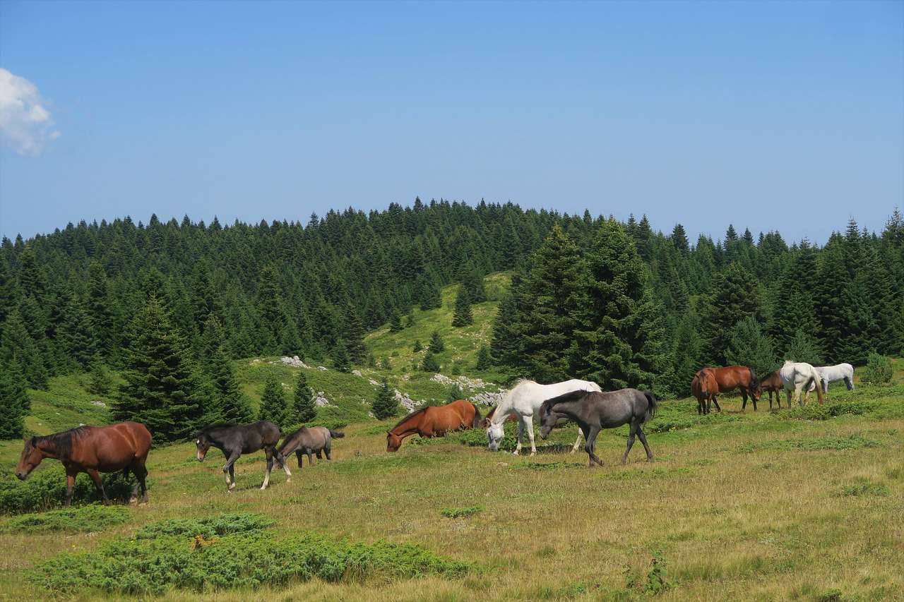 Paarden Kudde online puzzel