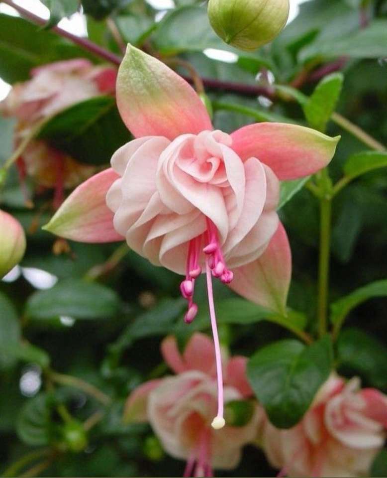 fuchsia bloem legpuzzel online
