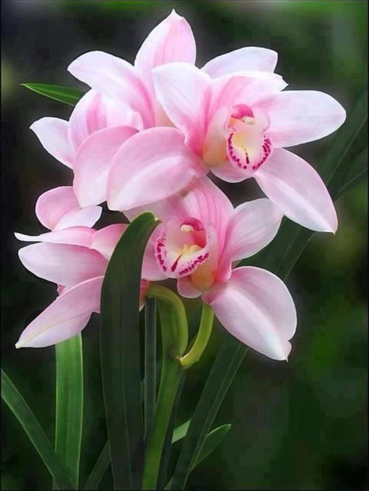 орхидея роза онлайн пъзел