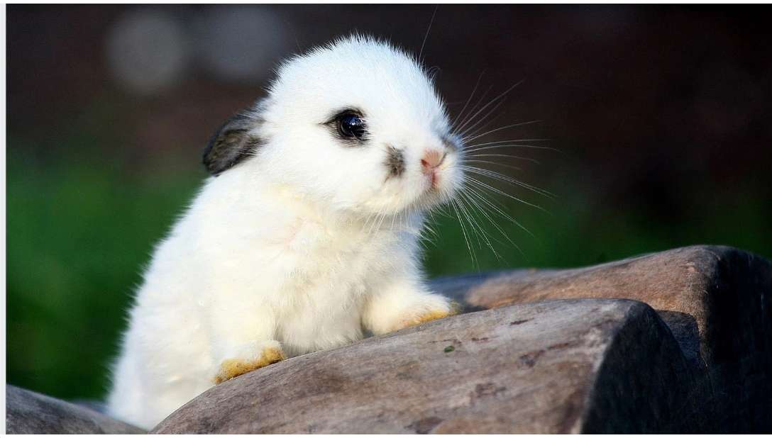 roztomilý králík skládačky online