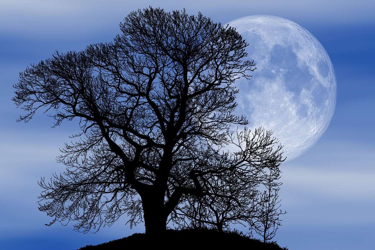 Träd fullmåne Pussel online