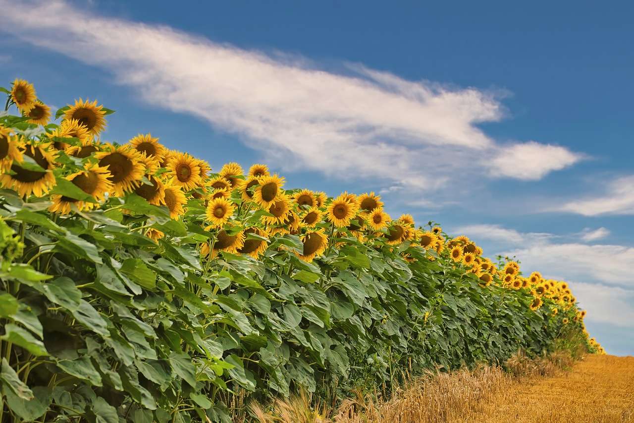 Sunflowers Field online puzzle