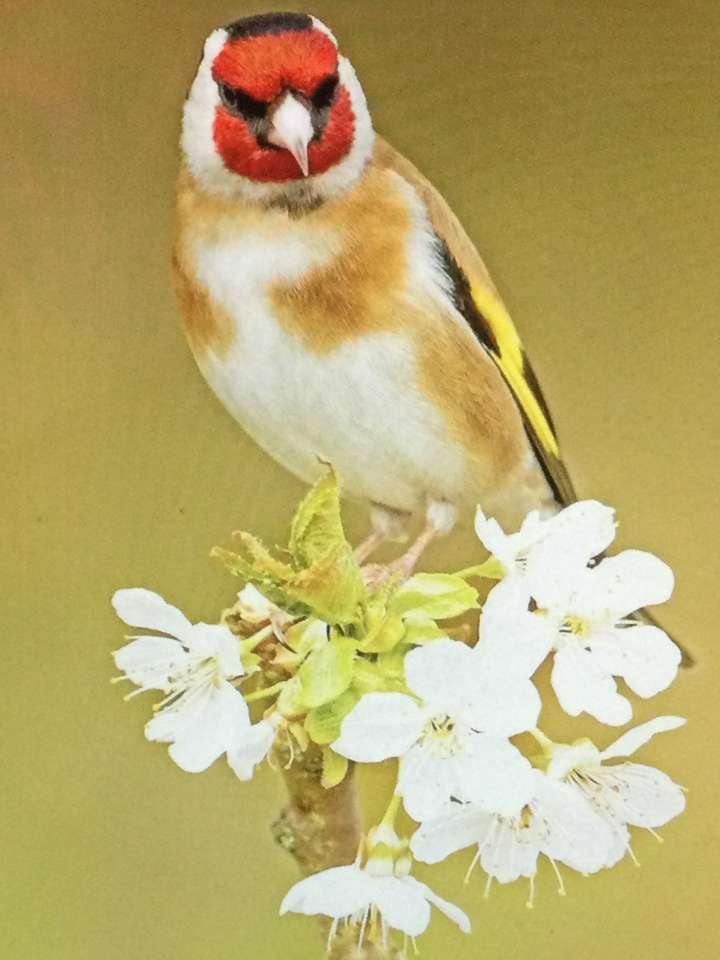 Rödhårig guldfink Pussel online