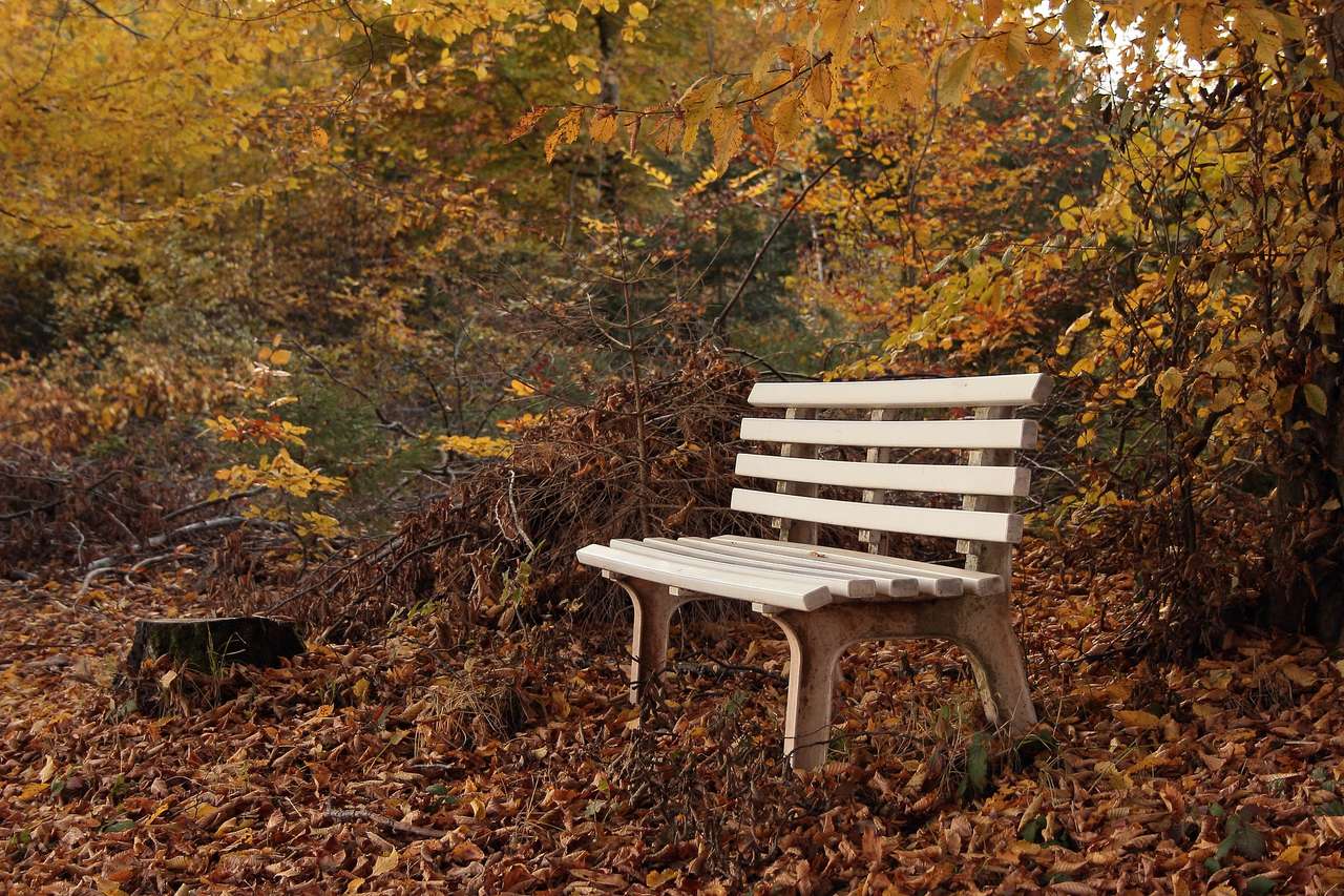 Lonely bench jigsaw puzzle online