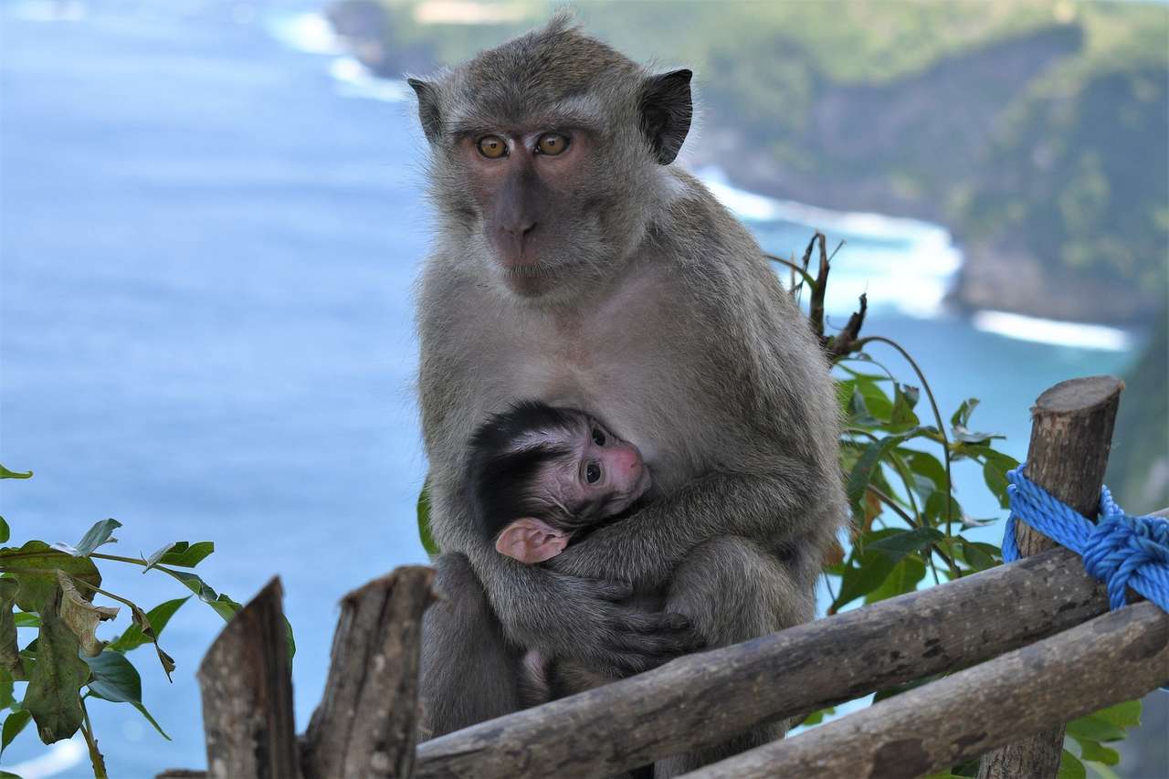 Μια μαϊμού με ένα μωρό online παζλ