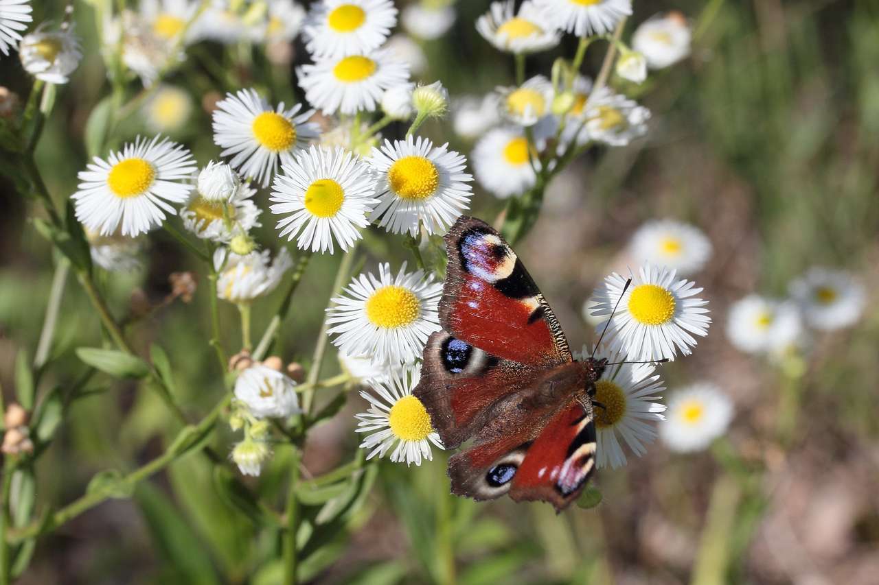 Schmetterling, Gänseblümchen Puzzlespiel online