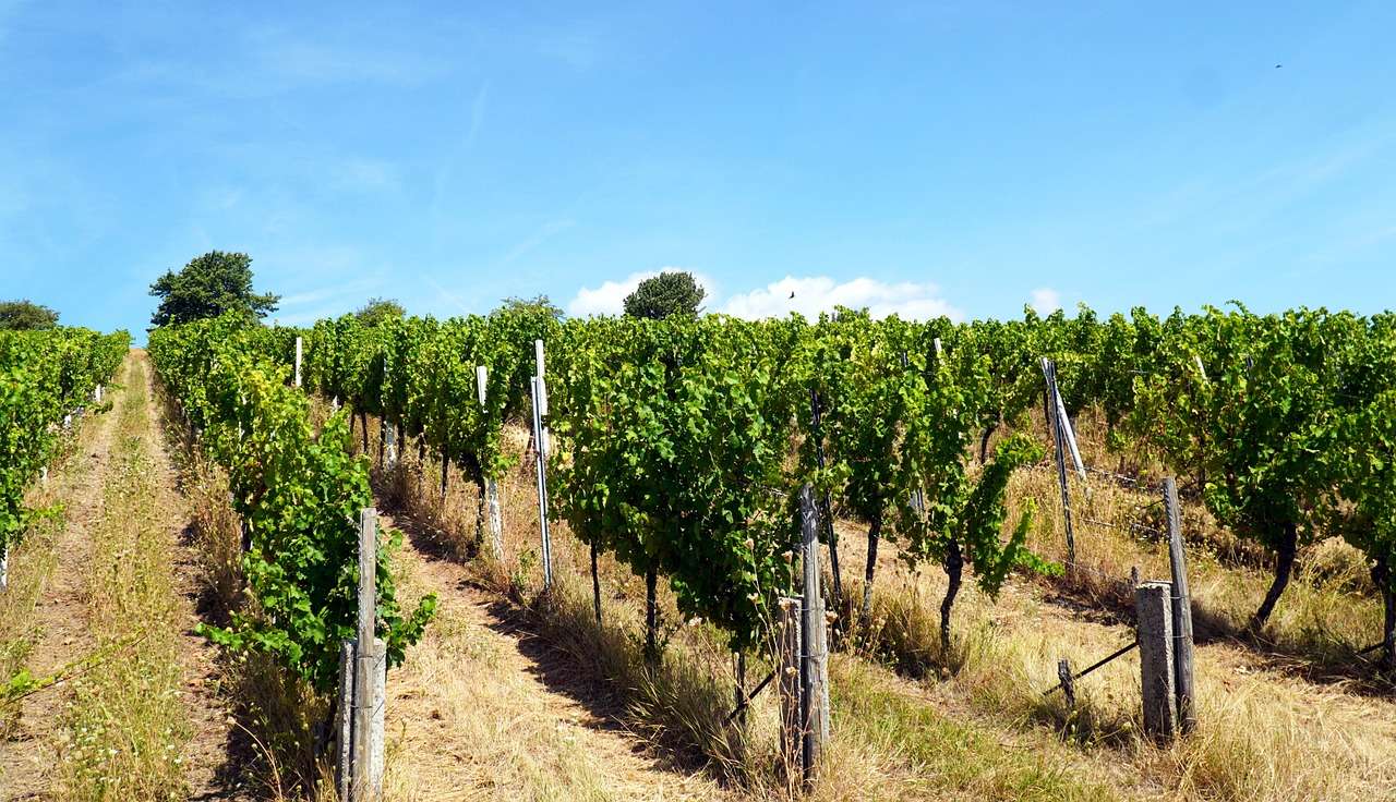 Vineyard Grapes jigsaw puzzle online