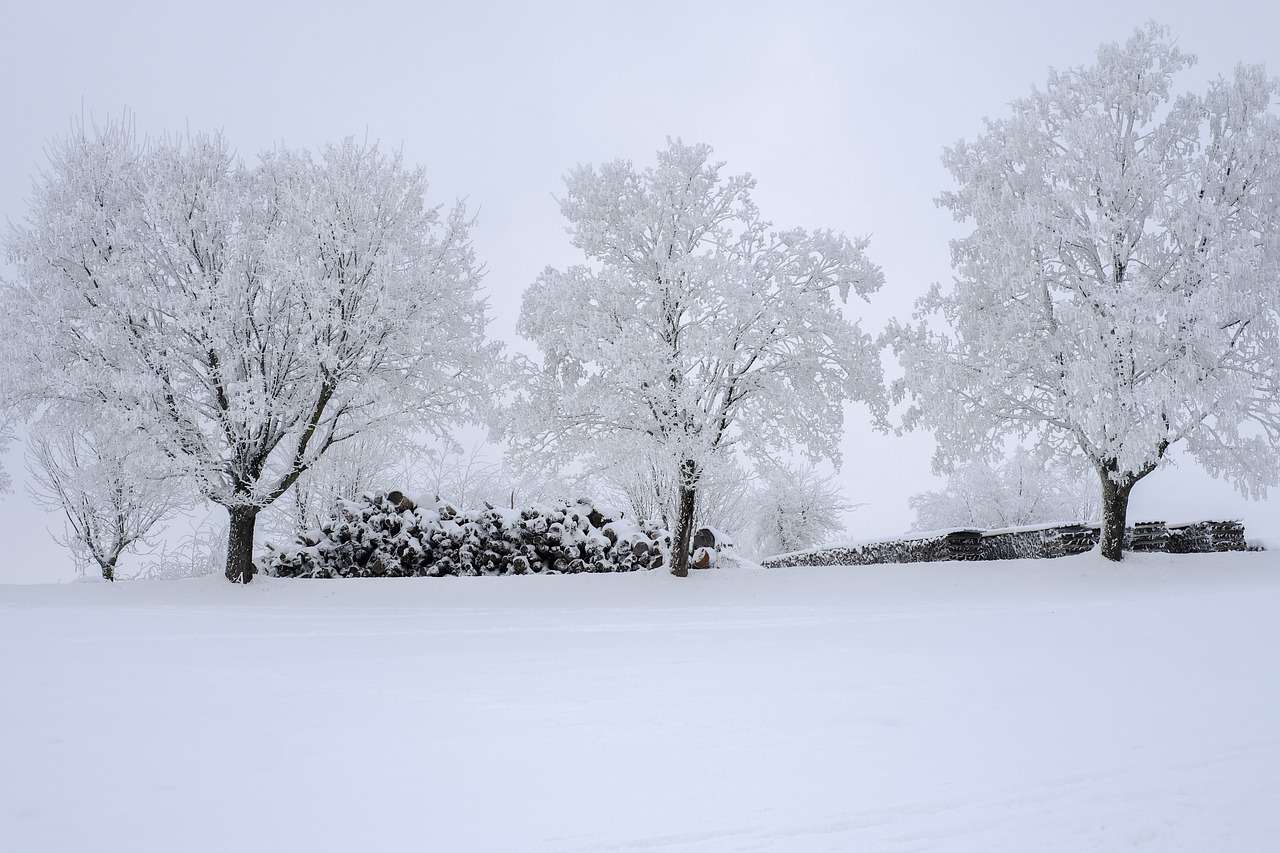Bäume mit Schnee bedeckt Puzzlespiel online