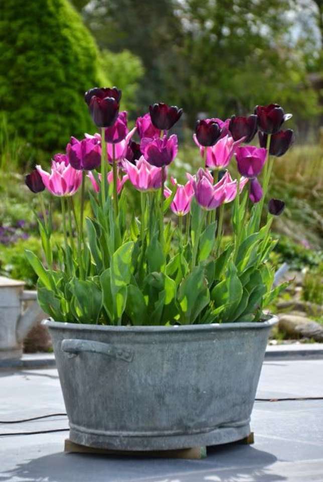 bonitos tulipanes rompecabezas en línea