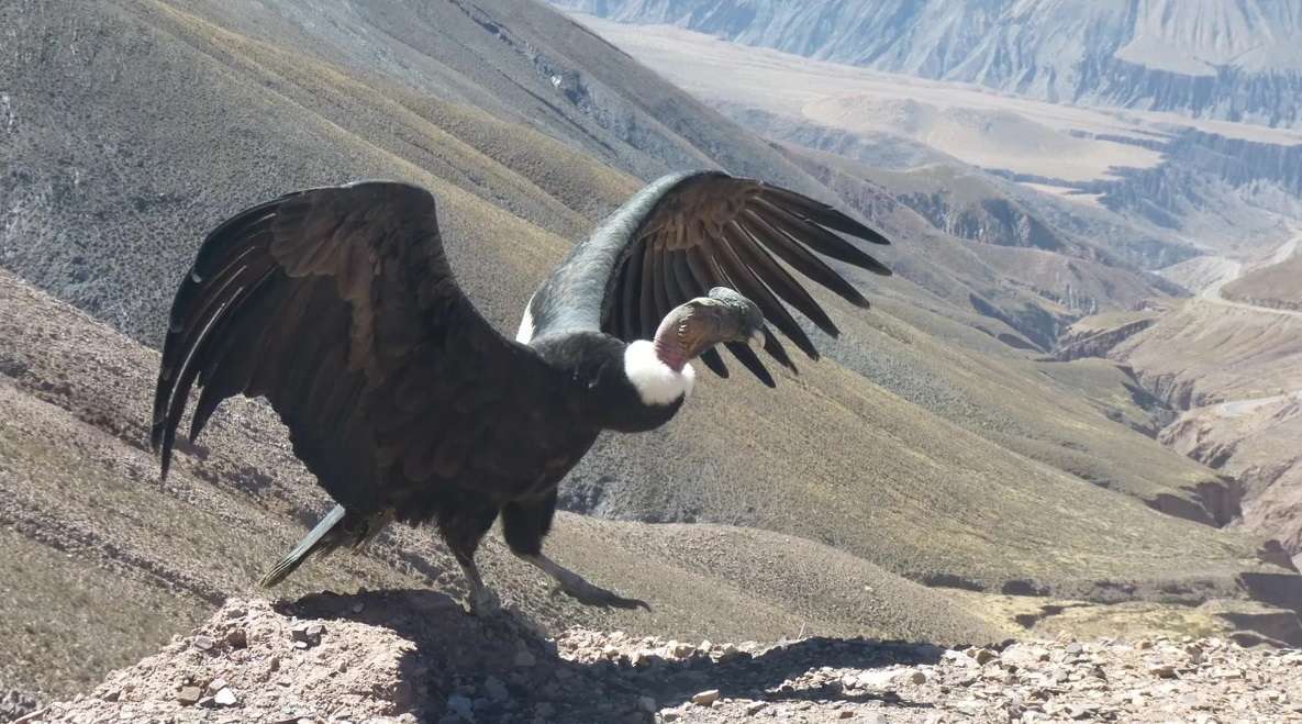 Andean Condor. онлайн пъзел