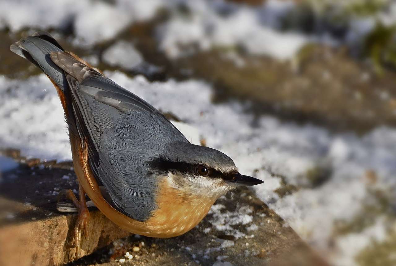 pássaro nuthatch quebra-cabeças online