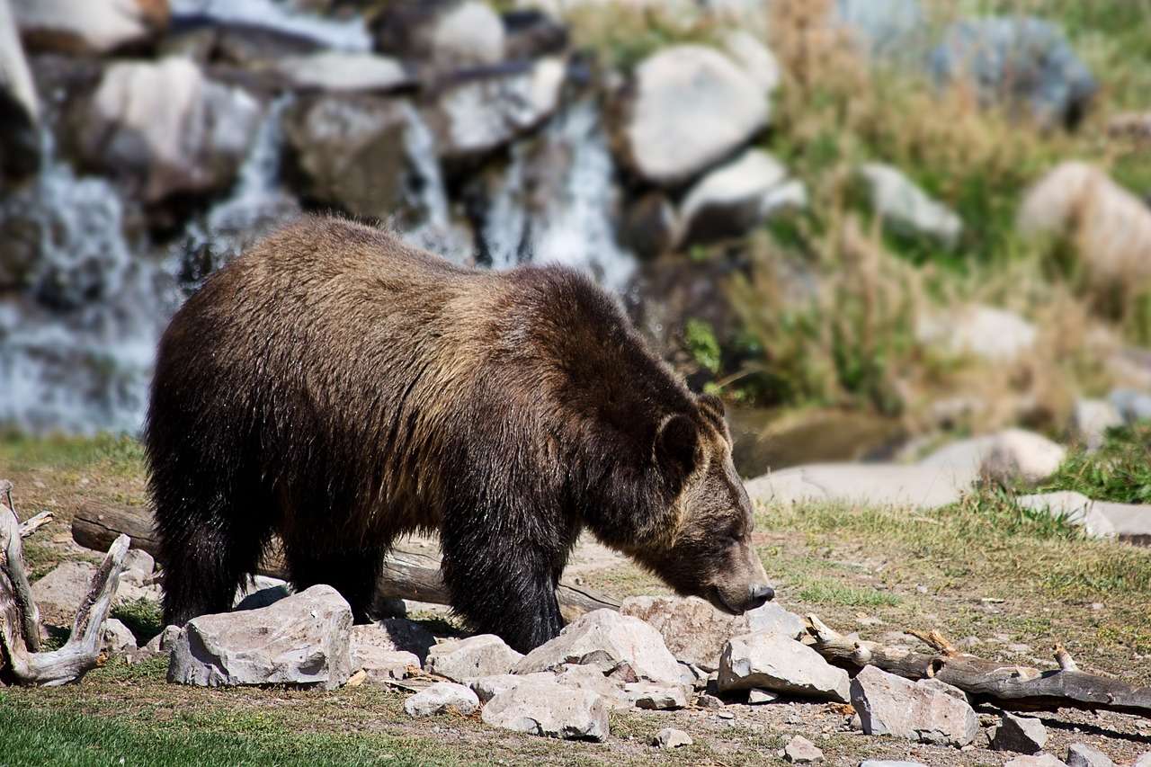 Grizzly Beer online puzzel