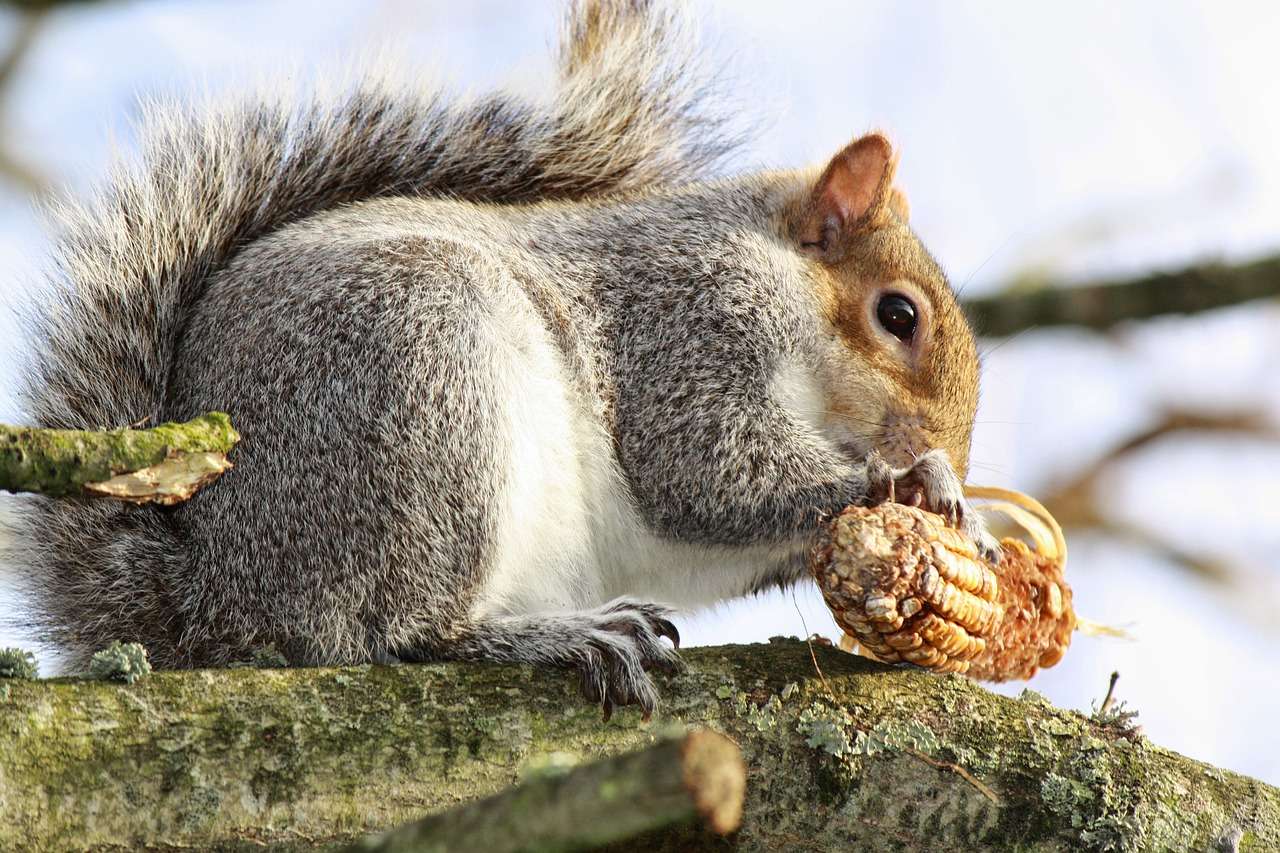 Squirrel In The Wild παζλ online
