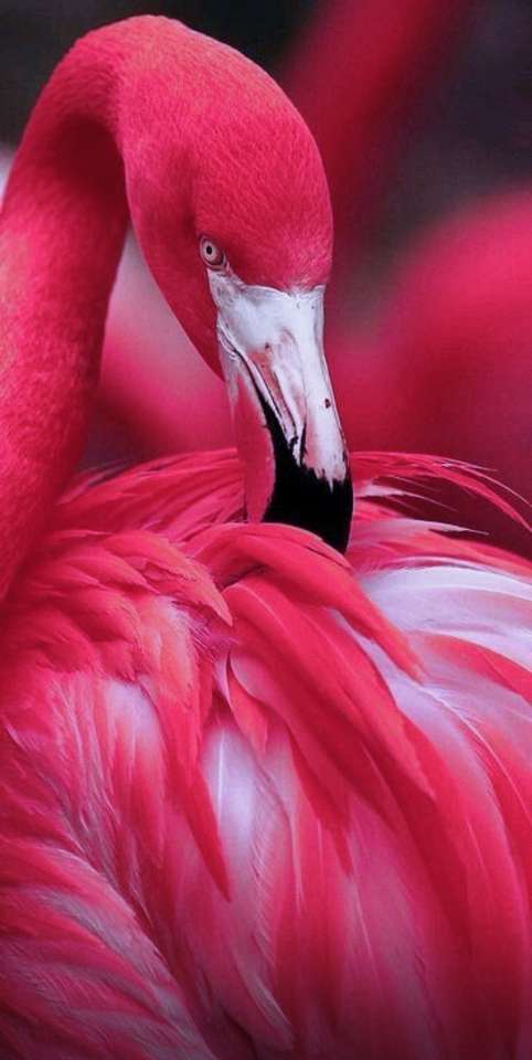 Rosa Flamingos Online-Puzzle