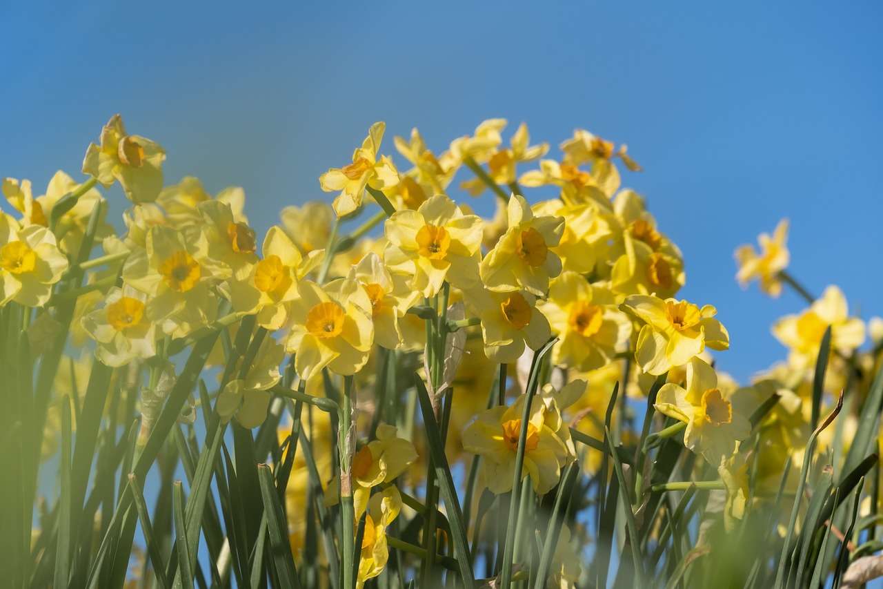 Квіти Нарциси пазл онлайн