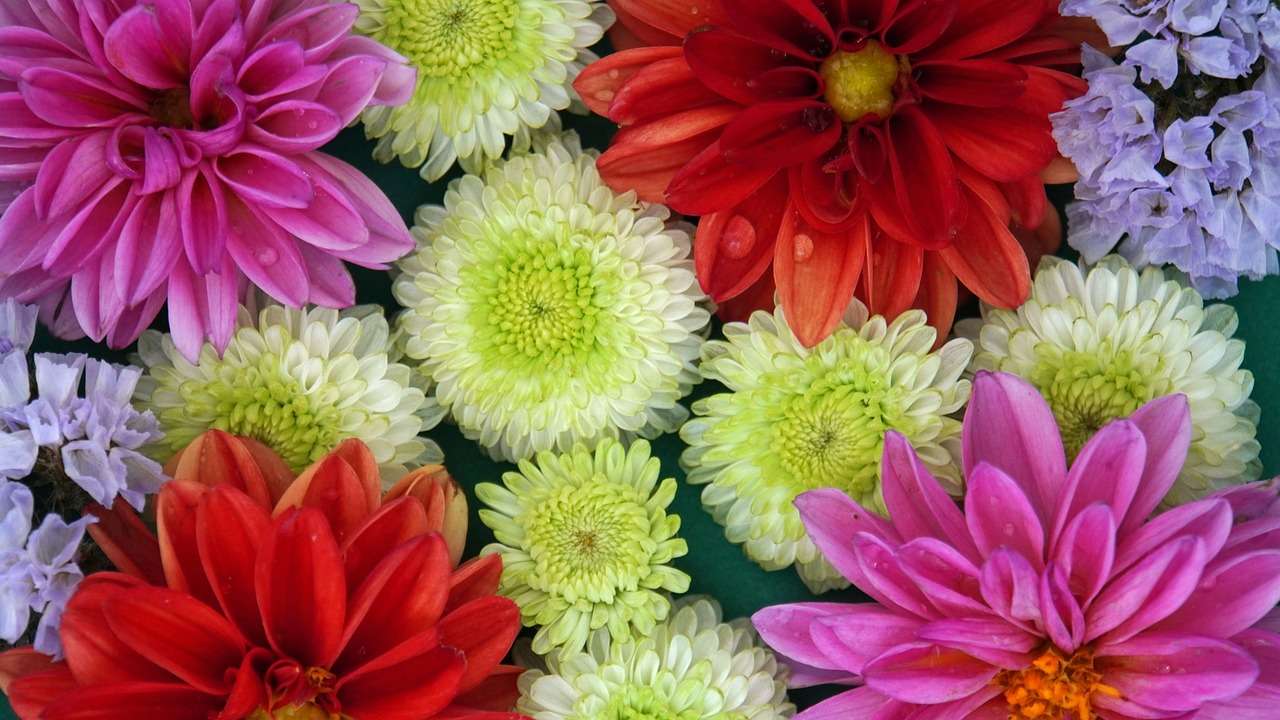 Цветок Разноцветный пазл онлайн