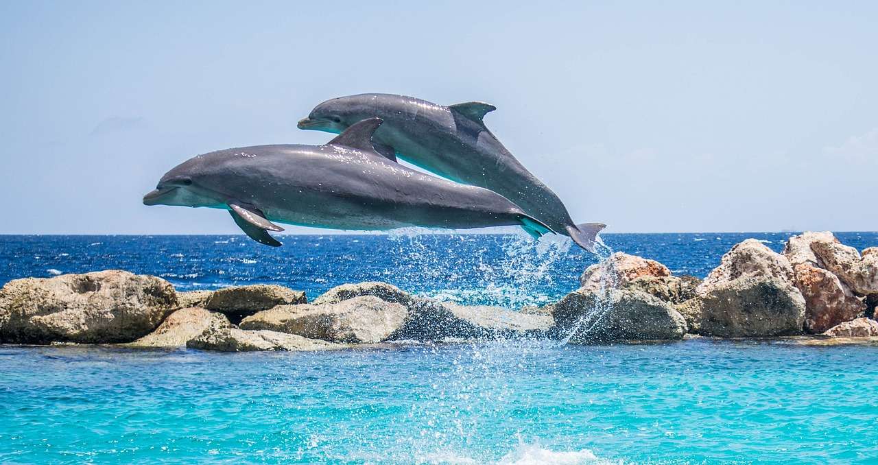Дельфины прыгают онлайн-пазл