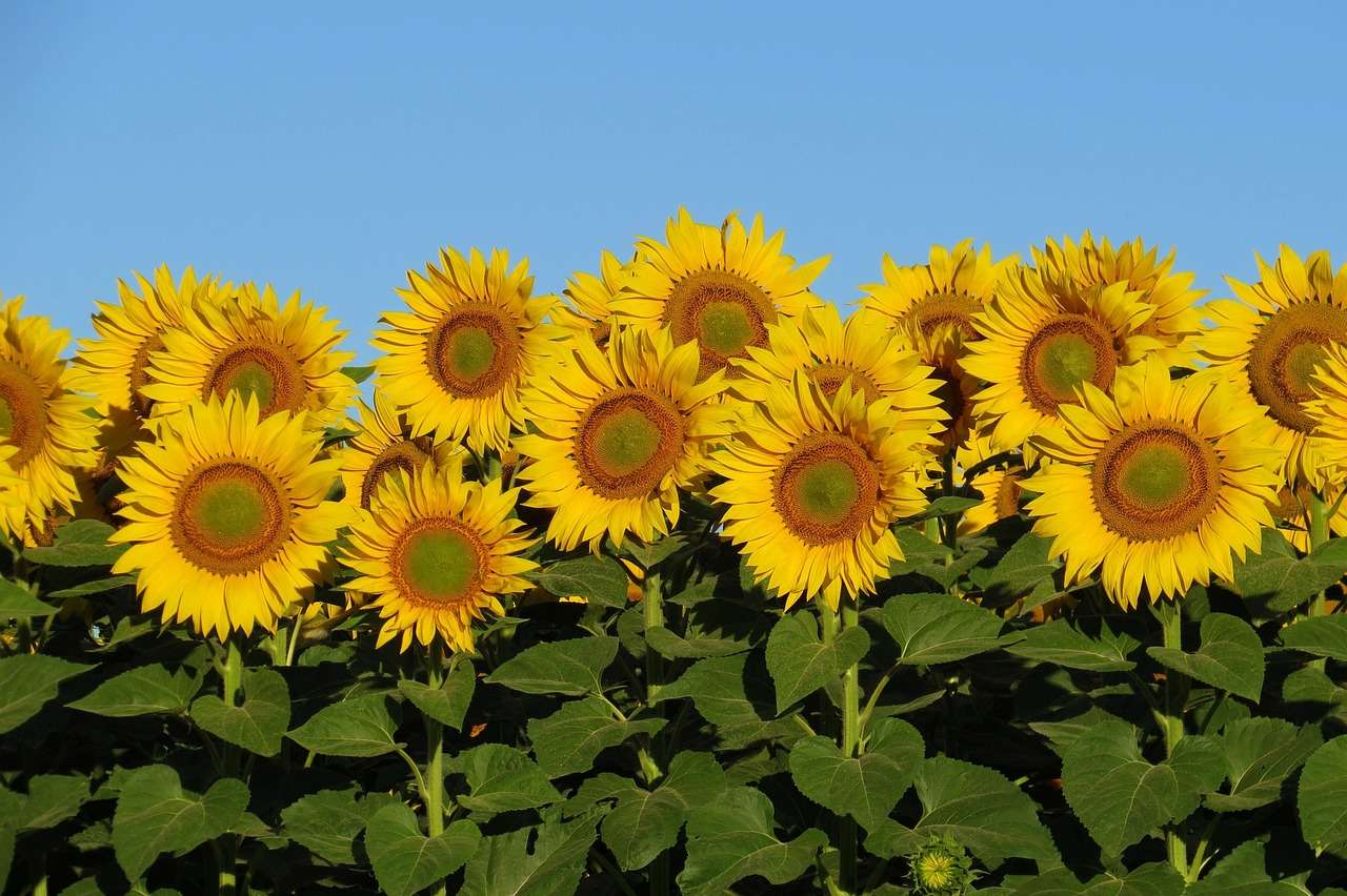 sunflowers online puzzle
